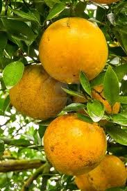 باغ ۾ نارنگين جا وڻ (نارنگيون)