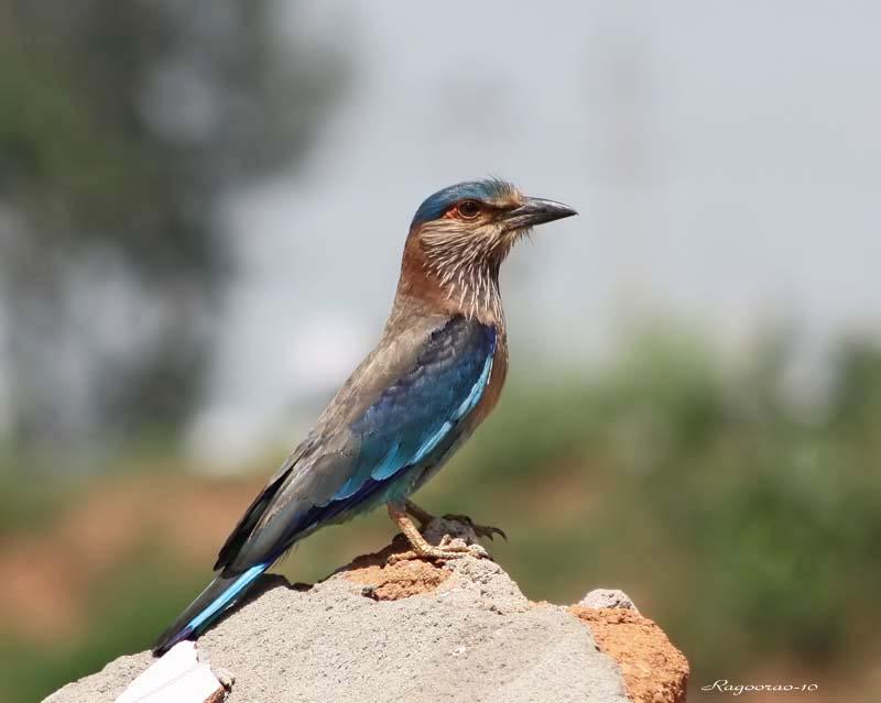 چانهه/ چاري پکي (Indian Roller/ Blue Jay/ Coracias benghalensis)