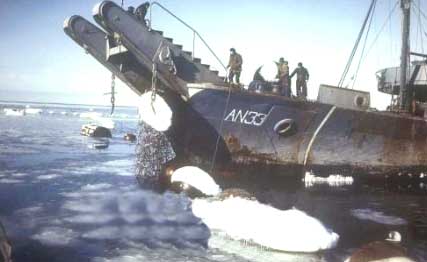 آبدوز شڪن جو هڪ نمونو