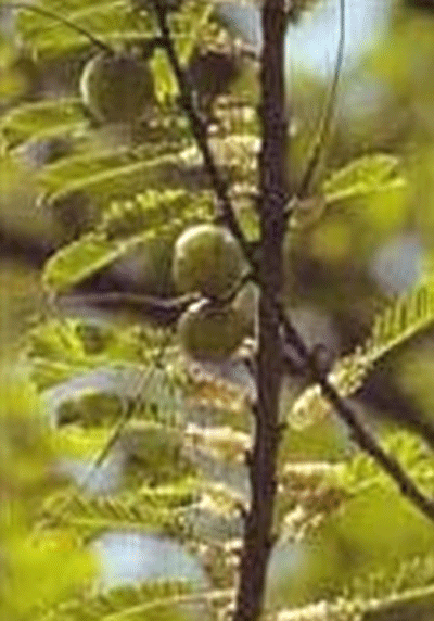 ڀومي آمله