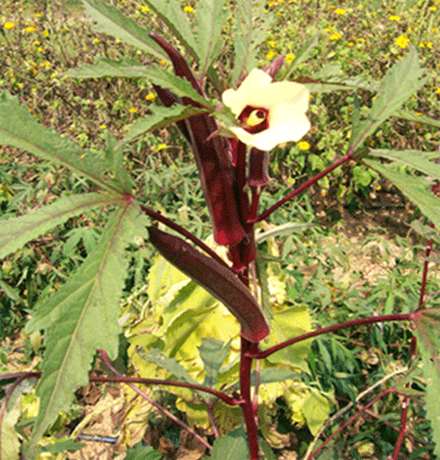 ڀينڊي مشڪي جو ٻوٽو