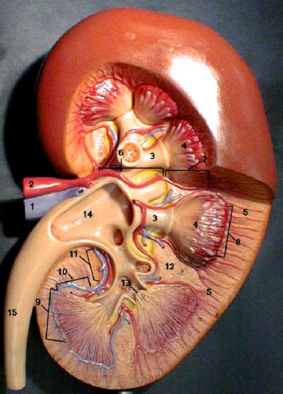 انساني بُڪي