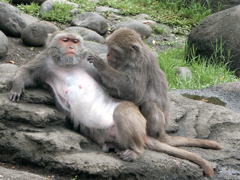 ڀولڙو