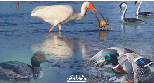 پاڻيارا پکين جي تصوير