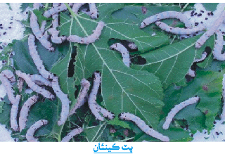 پٽ ڪينئن جي تصوير