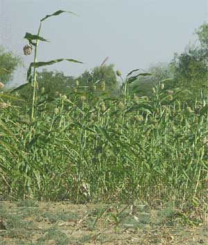 باراني پوک