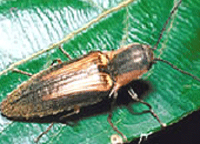 ڪينئان