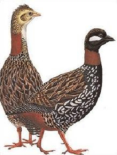 ڪارڙو تتر