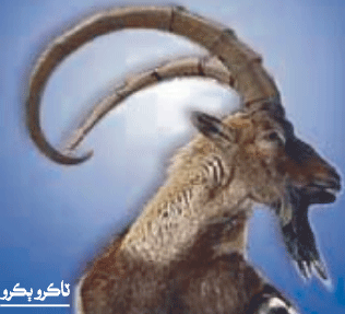 ٽاڪرو ٻڪرو
