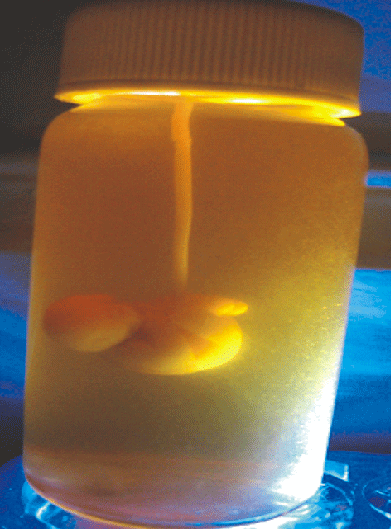 ٽيسٽ ٽيوب بيبي