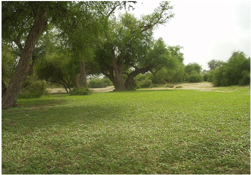 ٿر برسات کانپوءِ