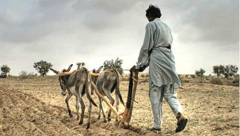 ٿر ۾ پوکي