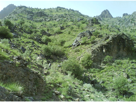 تور گهر