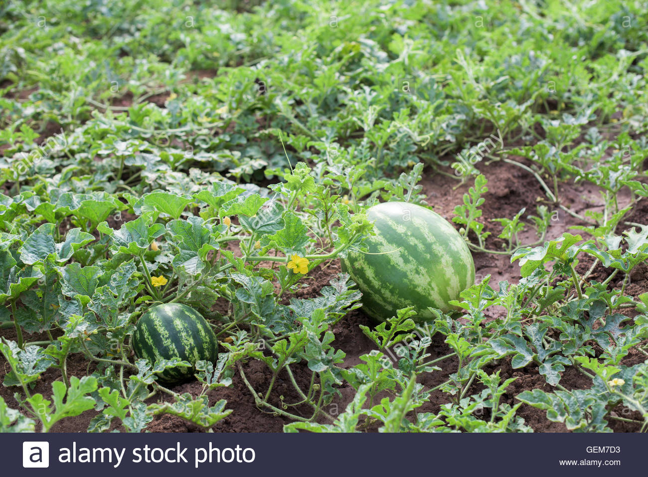 ڇانهين جي واڙي