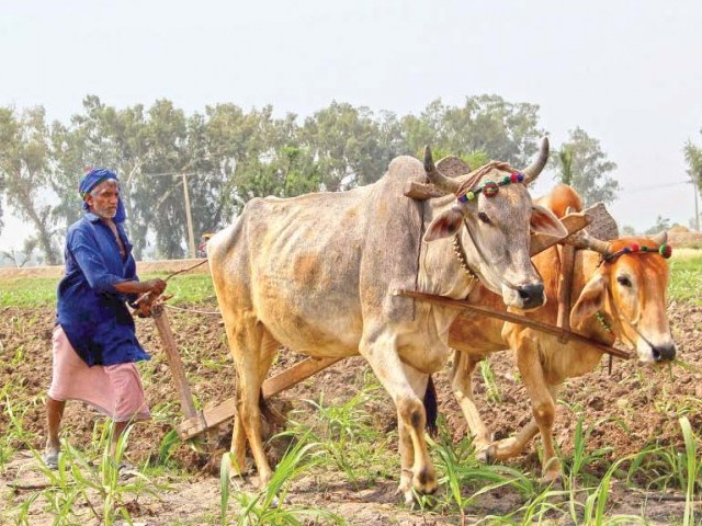 هاري ٻني ۾ هر ڪاهيندي