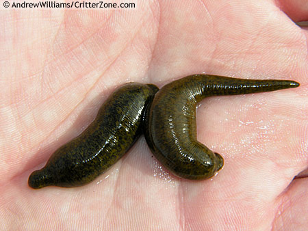 ڄرون/ ڄؤرون (Leeches)