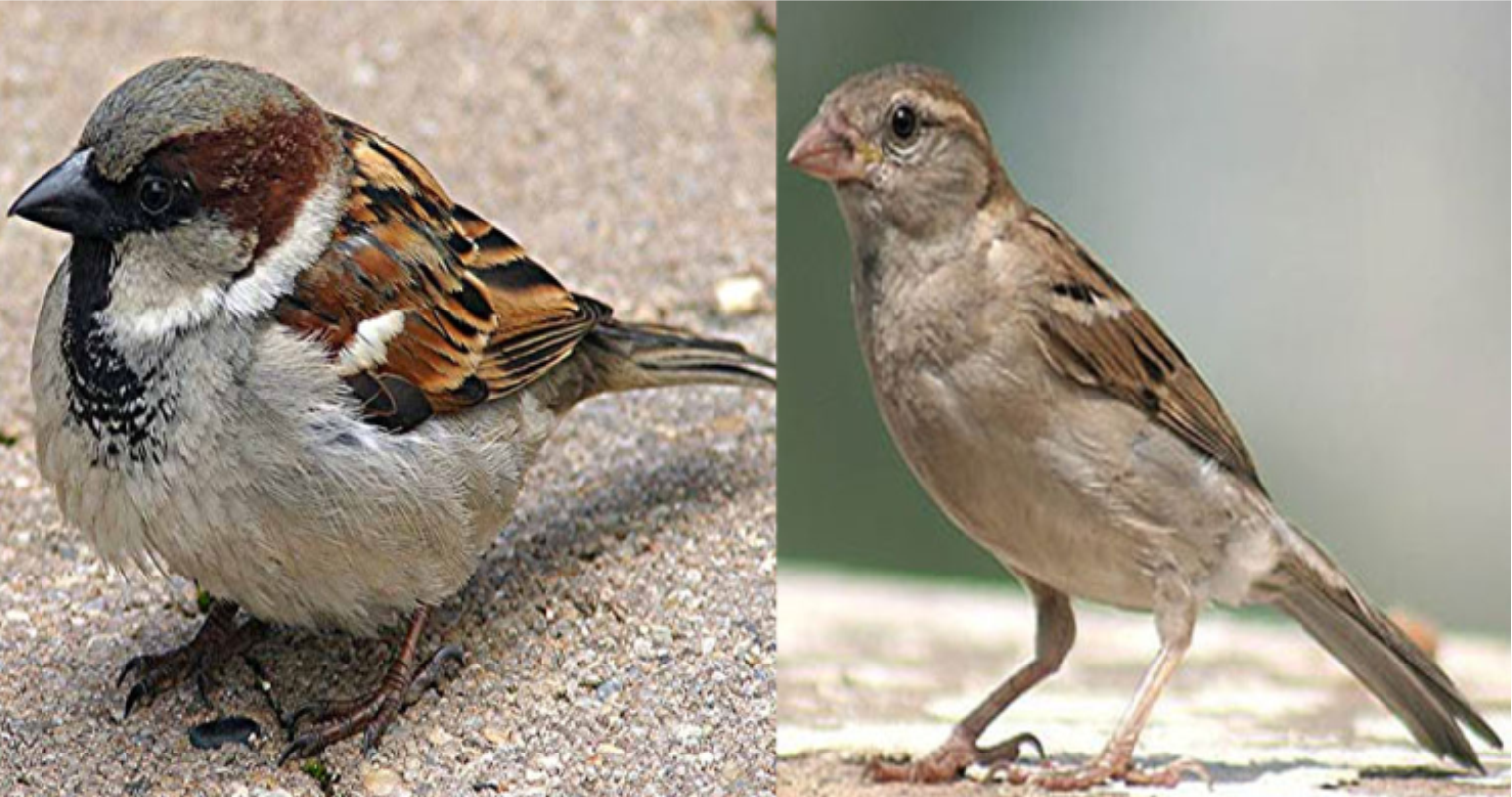 جِهرڪُ (پکي)