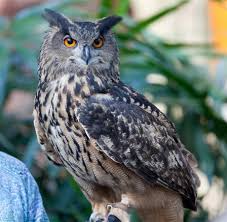 چِٻرو شاھي، گُگهه (Eagle Owl/ Bubo bubo