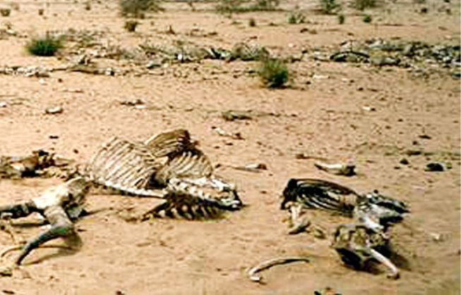 خشڪسالي، سوڪهڙو