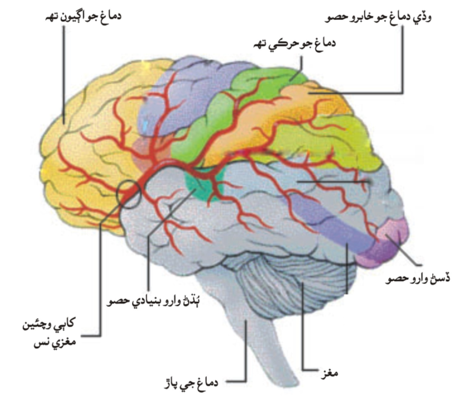 دماغ/مغز