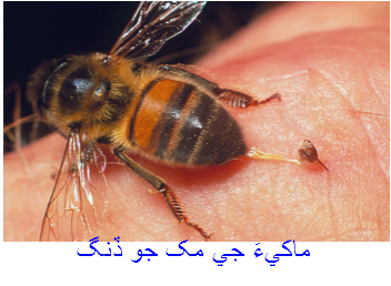 ڏنگ