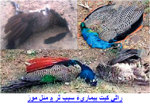 راڻي کيت بيماريءَ سبب ٿر ۾ مئل مورَ