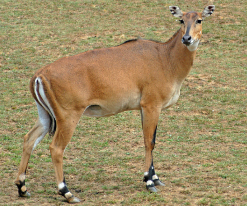 روجھه