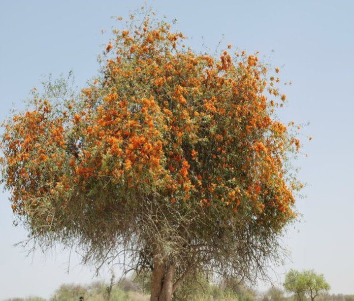 روهيڙو