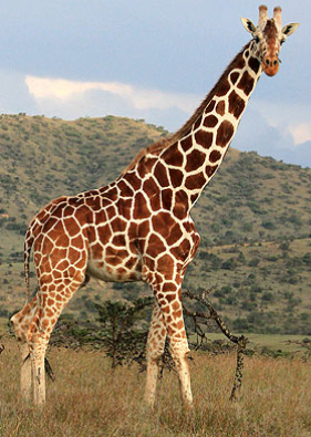 زراف