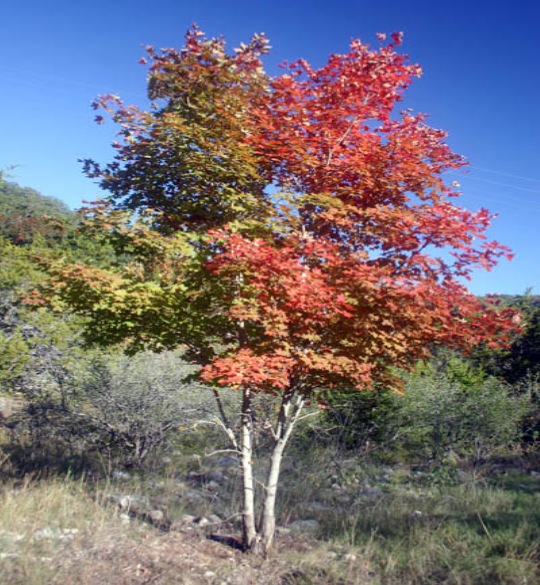 سارمه 