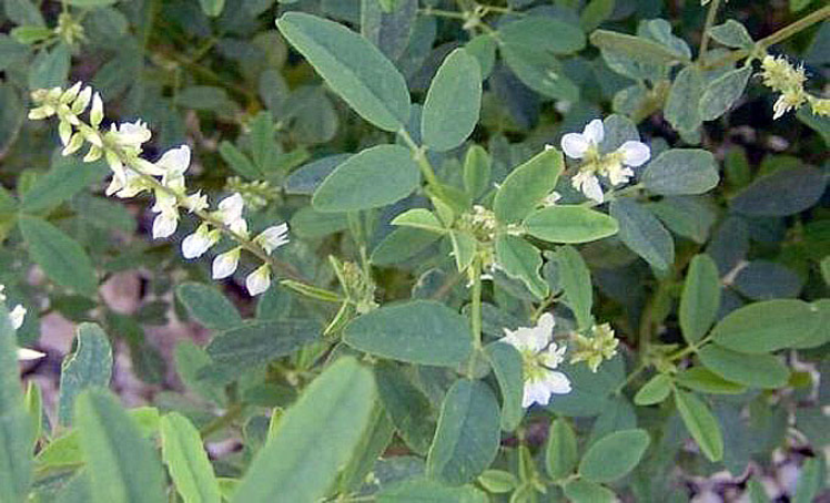 سنجي سفيد