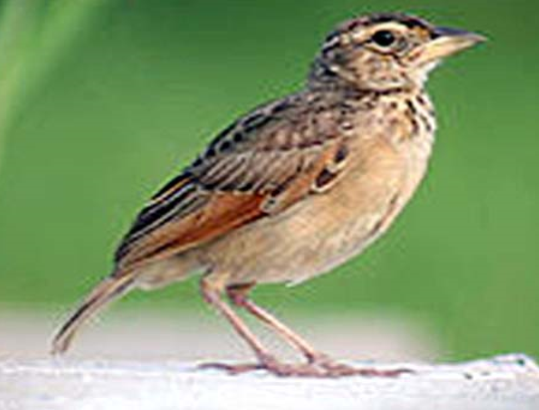 سنڌو صحرائي چنڊول 