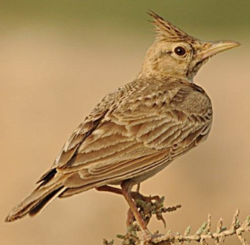 چوٽير