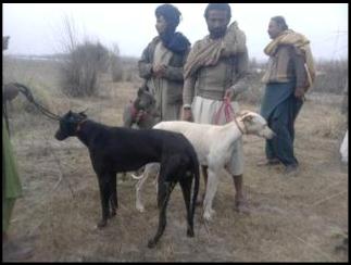 ڪتن سان شڪار