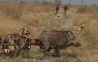 ڪتن ذريعي مرونءَ جو شڪار