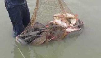 ڪُڙهيءَ سان شڪار