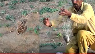 دام سان شڪار