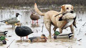 ڍنڍ جي پکين جو شڪار