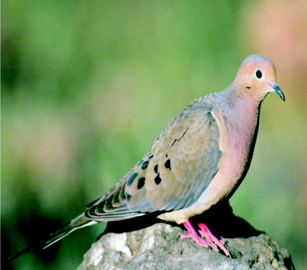 طوطڻ ڳيري (پکي)