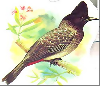 ُبُلبُل/ بربل پکي