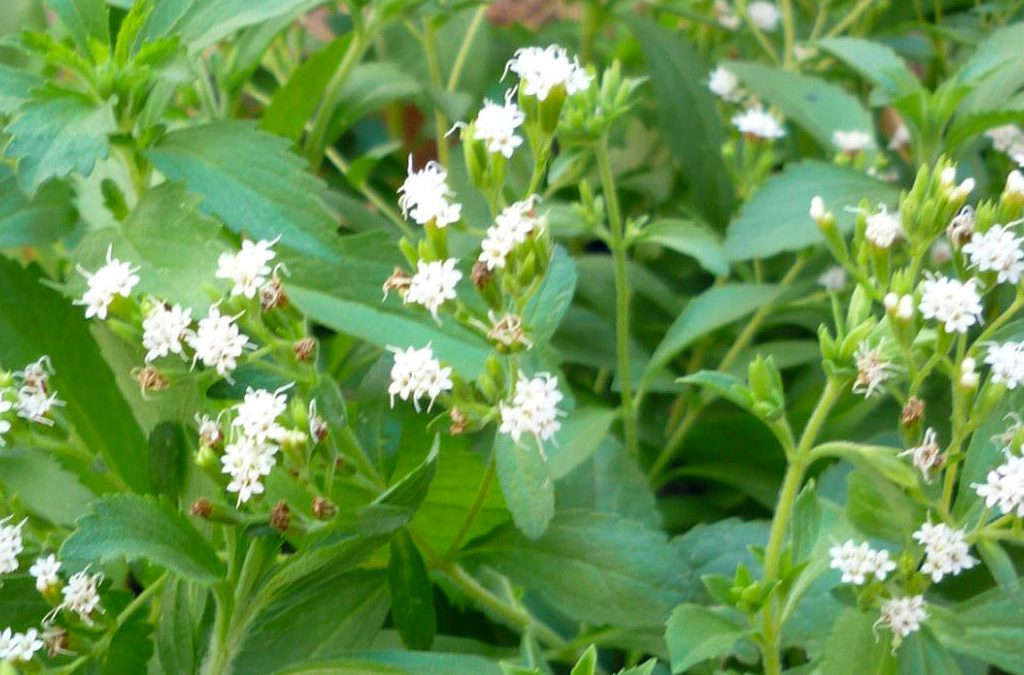اسٽيويا (Stevia)