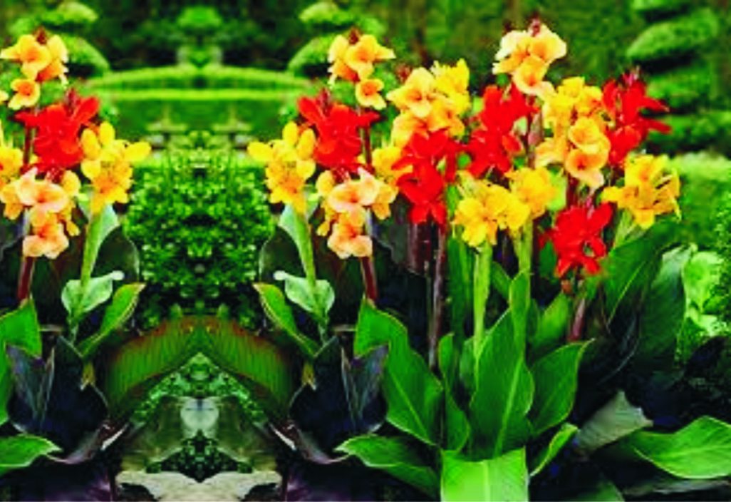 عتيق/عقيق (Canna)