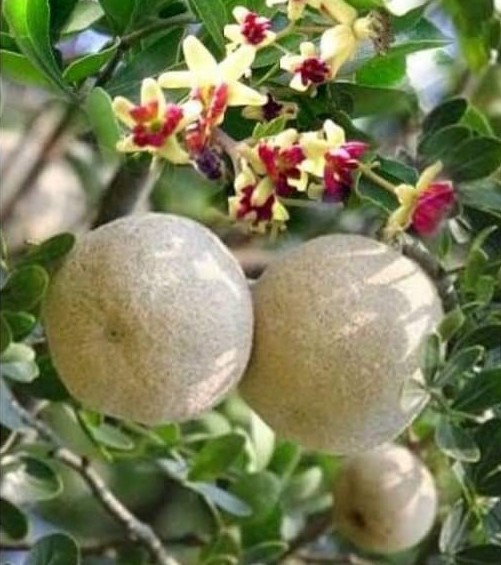 بَٽُووڻ