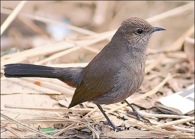 ڦوسڙي