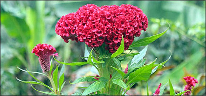 ڪلنگي گاهه