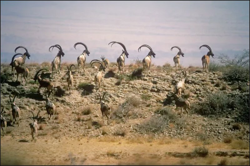 کيرٿر نيشنل پارڪ