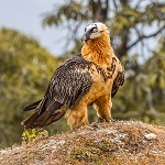 گُرڙُ پکي