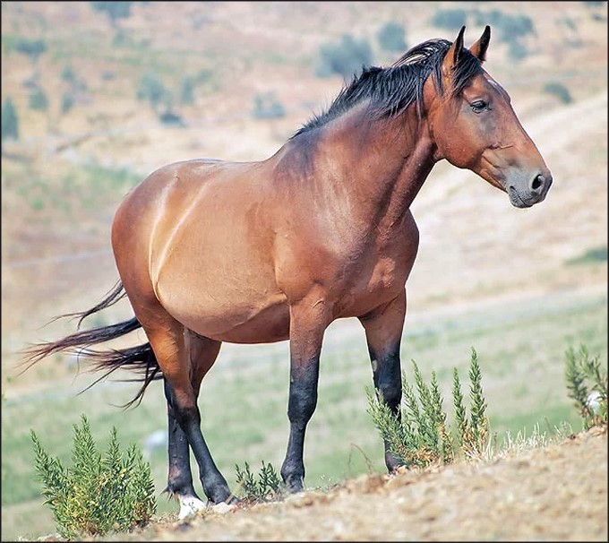 گهوڙو